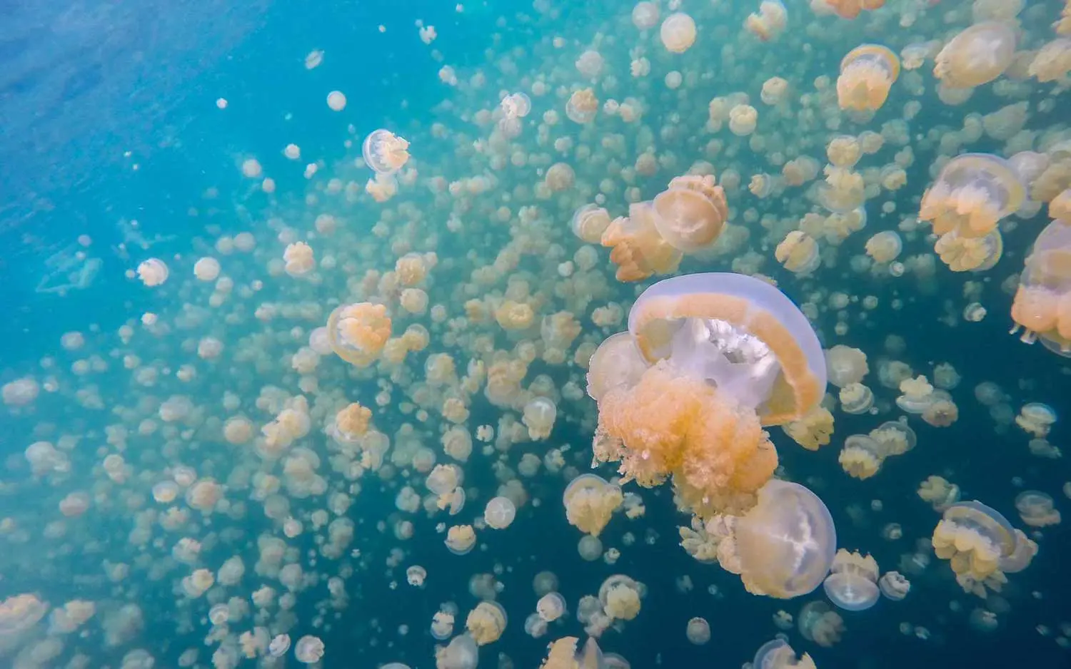 JellyFish Lake