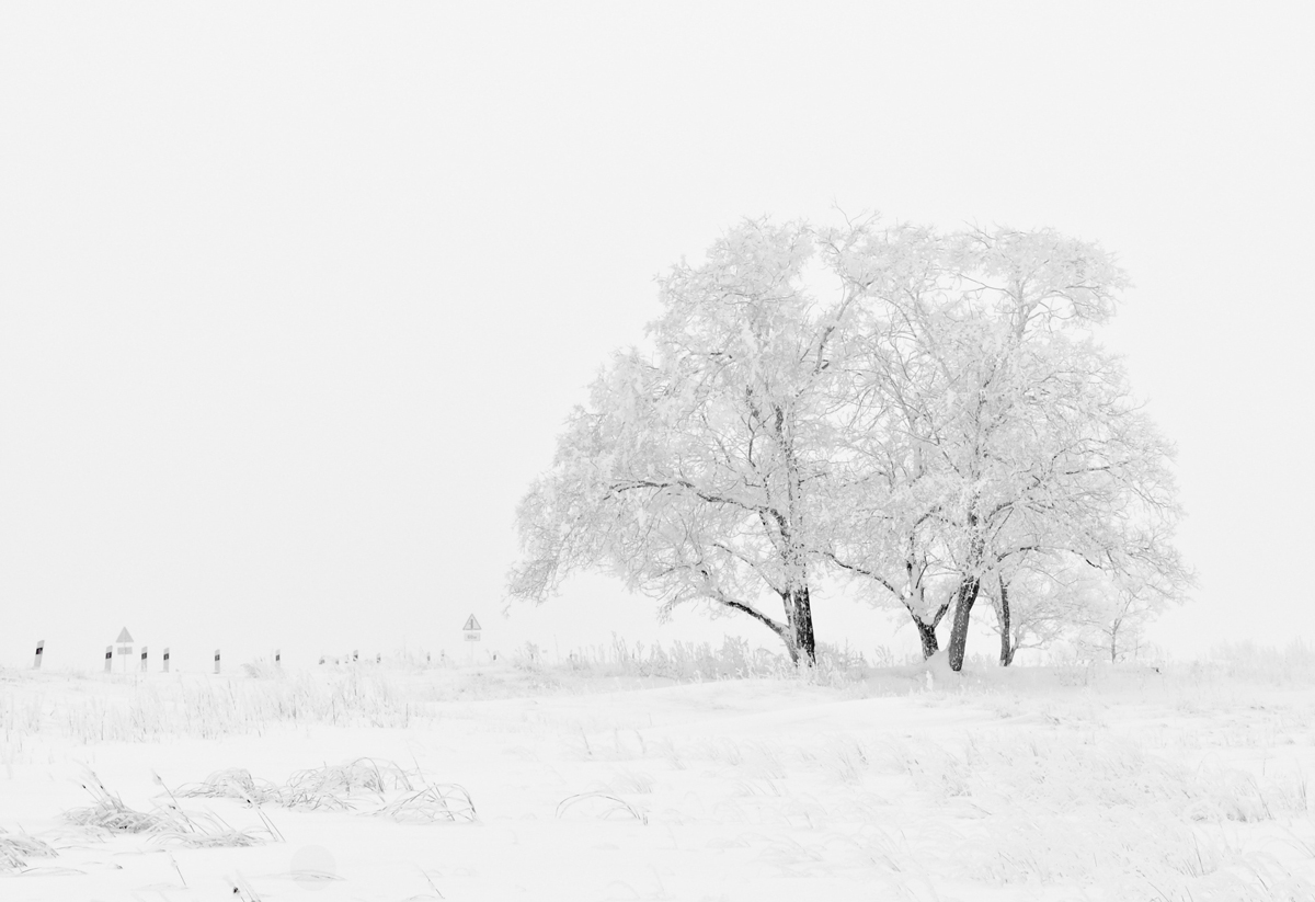 Fotos en la nieve: Fotografas minimalistas