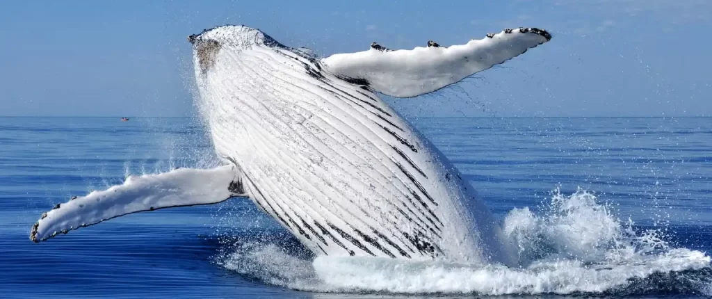 Whale Watching Tour in Punta Cana